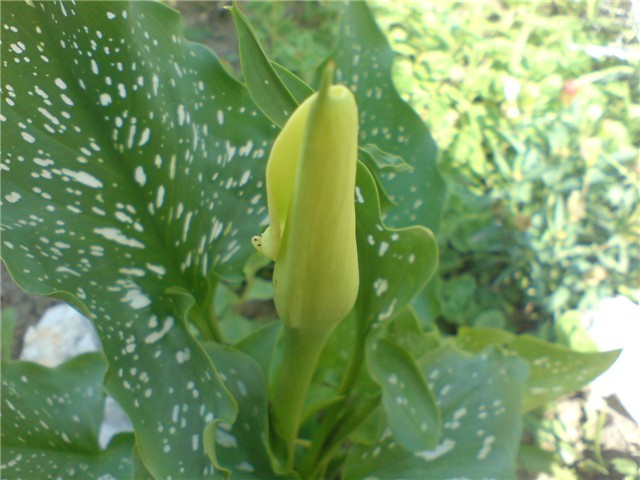 kalla