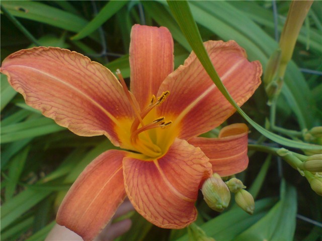 hemerocalis