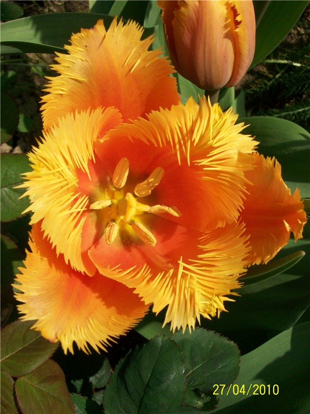 tulipan%20Lambada