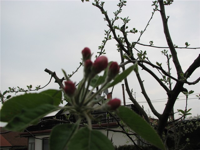 http://www.cvijet.info/images/galleries/640-480/88554a70-CvijetInfo_2_258.jpg
