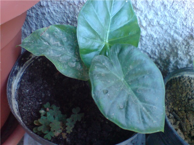 antunov%20adam